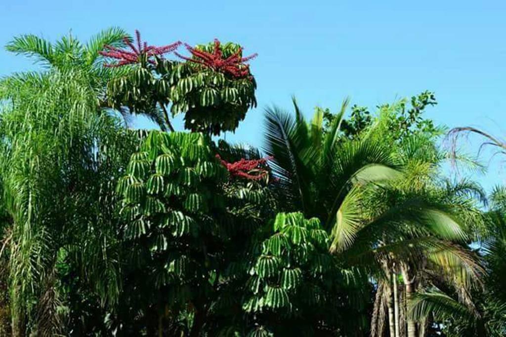 Sol Nascente Itamambuca Casa de hóspedes Ubatuba